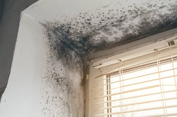 Affordable Attic Mold Removal solutions in Williamsburg, KY