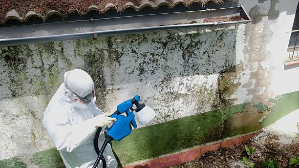 Top rated local Attic Mold Removal specialists in Williamsburg, KY